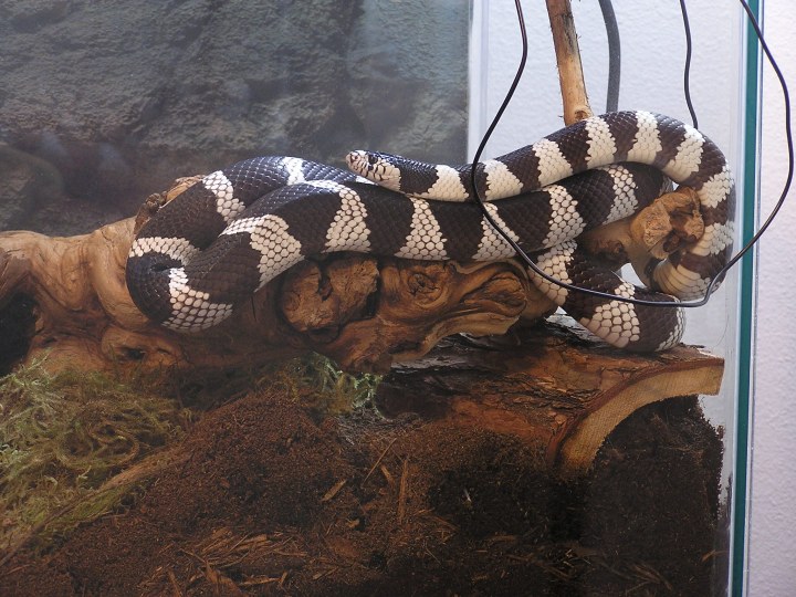Cal King on log