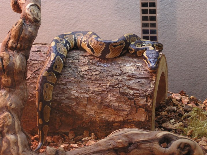 Katrina on her log