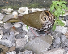 Ovenbird?