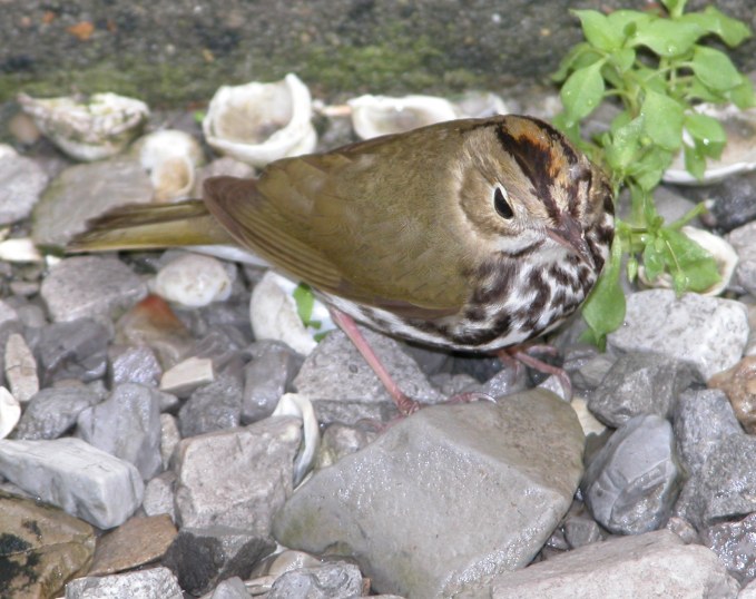Ovenbird?