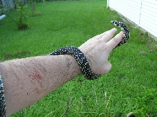 Speckled Kingsnake and bite mark