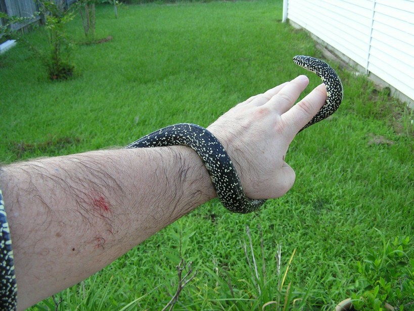 Speckled Kingsnake and bite mark