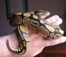 Sore on new snake