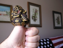 "Thumb" python again