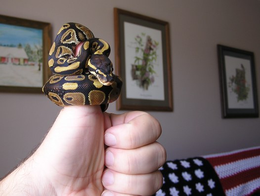 "Thumb" python again