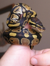 "Thumb" python