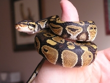 Another "thumb" python shot