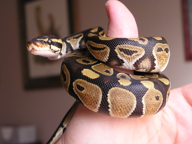 Another "thumb" python shot