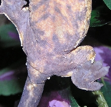 crestie vent area