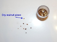 Walnut soak test