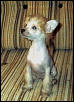 chinese crested hairless sitting pretty
