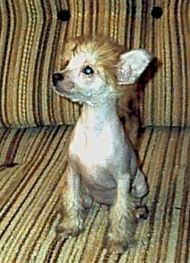 chinese crested hairless sitting pretty