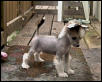 chinese crested pup playing show dog