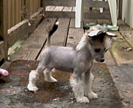 chinese crested pup playing show dog