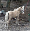 Hairicanes Goldie mini colt