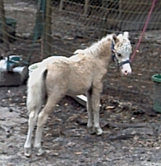 Hairicanes Goldie mini colt