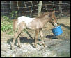 Jewel snowcap appaloosa mini colt