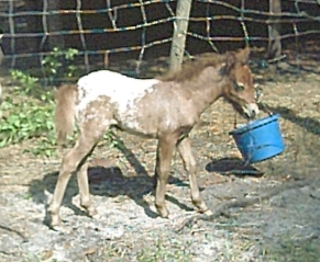 Jewel snowcap appaloosa mini colt
