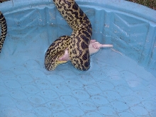 Ducky1