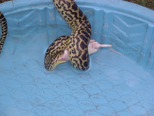 Ducky1