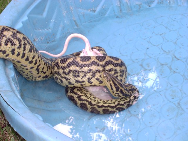 Ducky2