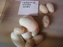 00064 eggs