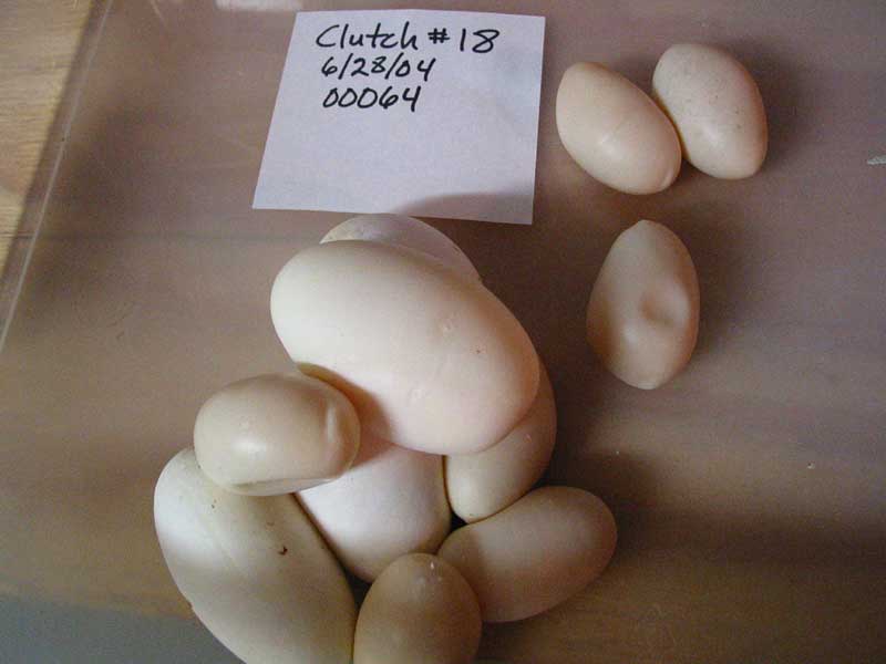 00064 eggs