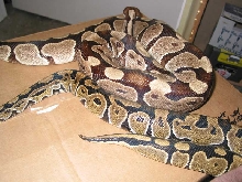 Burgundy hypo