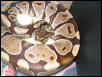 Burgundy Hypo on eggs!