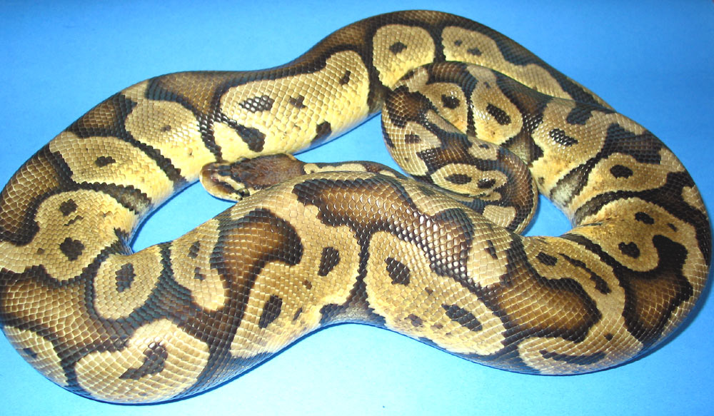 pastel