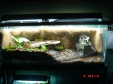 my 50 gal viv