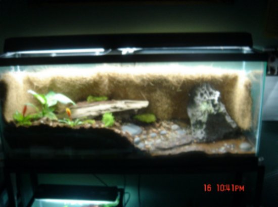 my 50 gal viv