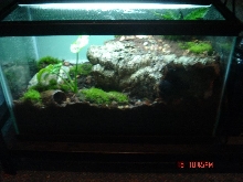 my 10 gal viv