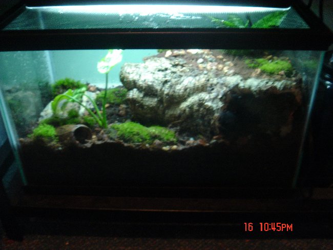 my 10 gal viv