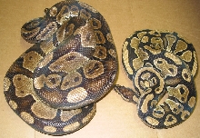 burgundy male
