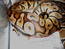 pastel breeding 05