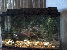 Oscar Tank