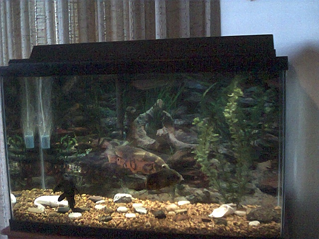Oscar Tank