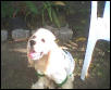 my dog