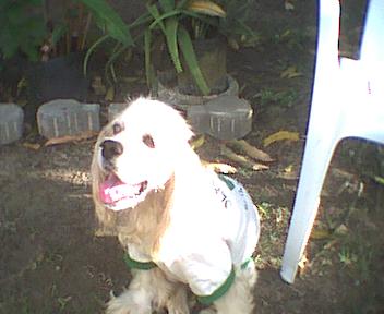 my dog