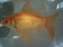 comet goldfish