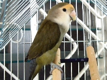 new guy