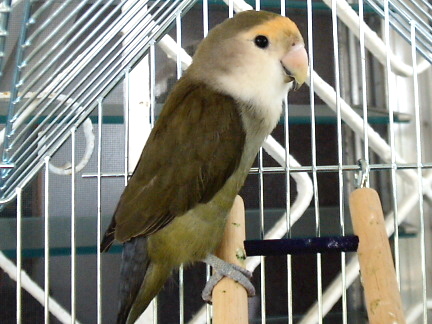new guy