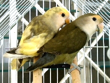 my lovebirds