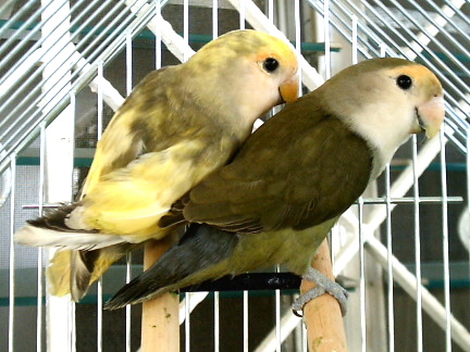 my lovebirds