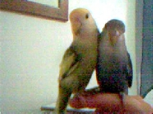 lovies
