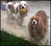 My dogs