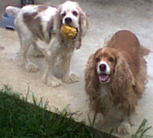 My dogs