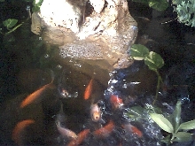 my pond