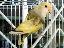 newest guy
